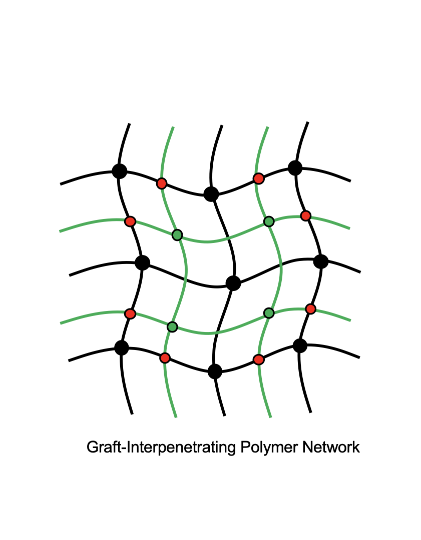 Graft-Interpenetrating Polymer Network diagram